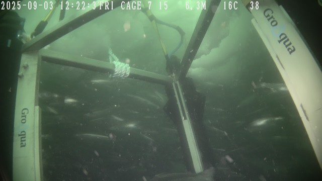 Groaqua And Moleaer Address One Of Salmon Farming's Most Demanding Operational Challenges As Crowding Solution Deployments Expand Groaqua And Moleaer Address One Of Salmon Farming's Most Demanding Operational Challenges As Crowding Solution Deployments Expand